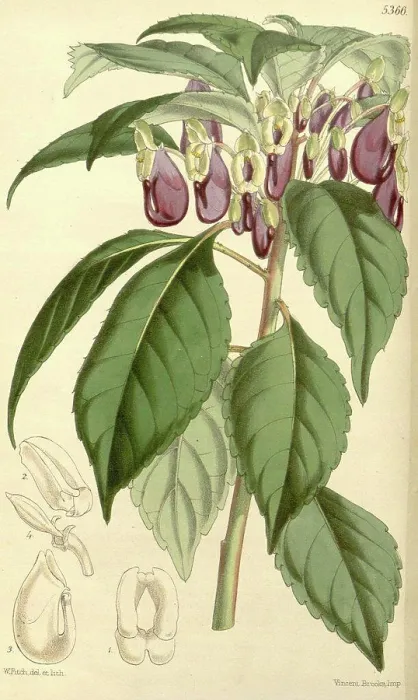 Framed Print : Botanical Print by Walter Hood Fitch 1817 - 1892 Framed Print : Botanical Print by Walter Hood Fitch 1817 - 1892