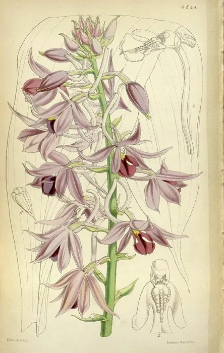 Framed Print : Botanical Print by Walter Hood Fitch 1817 - 1892 Framed Print : Botanical Print by Walter Hood Fitch 1817 - 1892