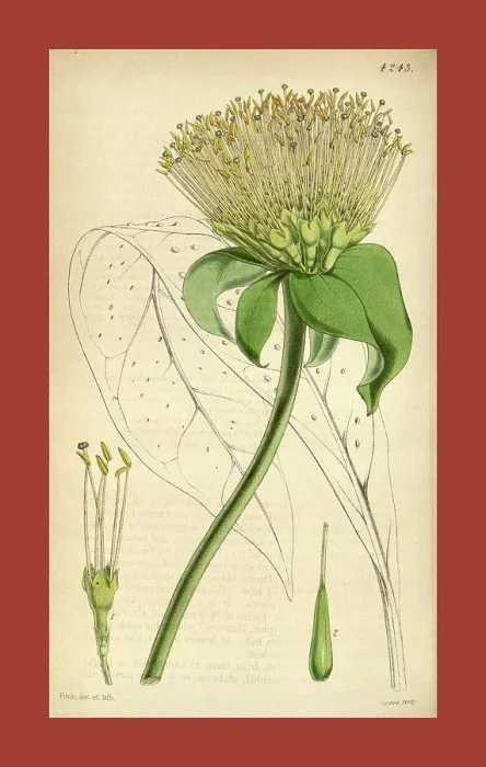 Framed Print : Botanical Print by Walter Hood Fitch 1817 - 1892 Framed Print : Botanical Print by Walter Hood Fitch 1817 - 1892