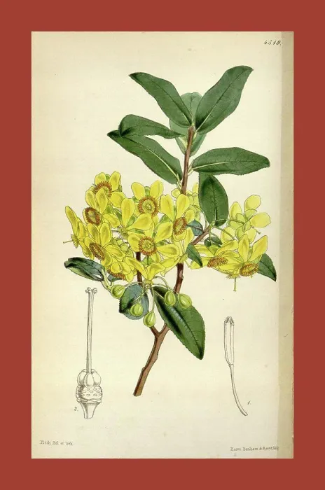 Framed Print : Botanical Print by Walter Hood Fitch 1817 - 1892 Framed Print : Botanical Print by Walter Hood Fitch 1817 - 1892