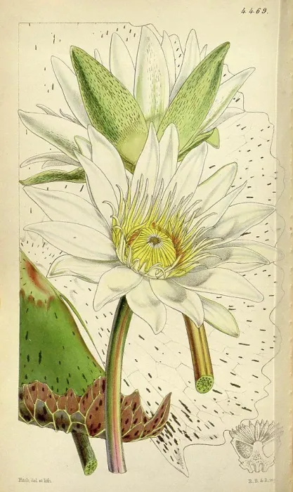 Framed Print : Botanical Print by Walter Hood Fitch 1817 - 1892 Framed Print : Botanical Print by Walter Hood Fitch 1817 - 1892