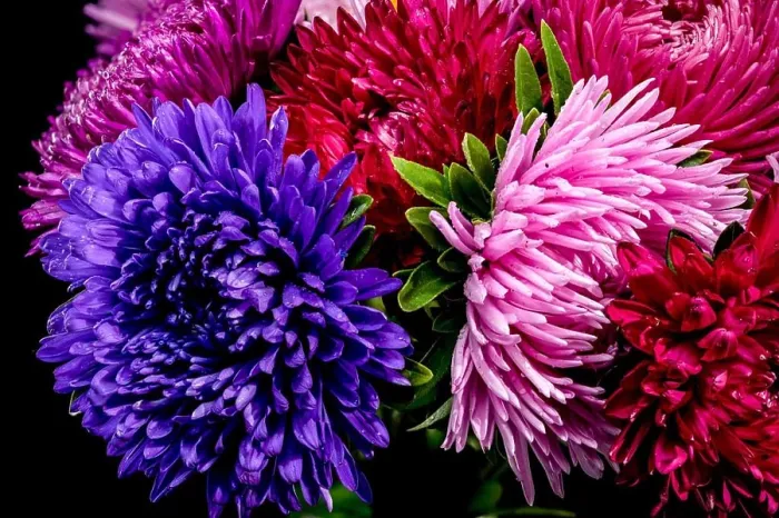 Framed Print : Bouquet of asters Lady Coral isolated on a black background. Flower head close-up Framed Print : Bouquet of asters Lady Coral isolated on a black background. Flower head close-up