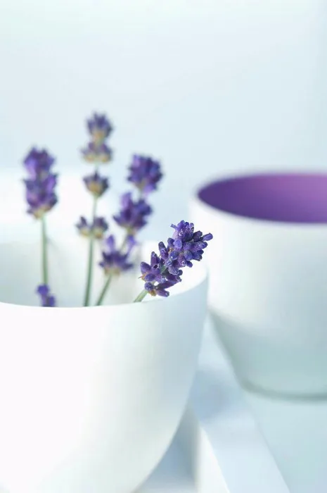 Framed Print : Bowl of lavender flowers on white background, close up Framed Print : Bowl of lavender flowers on white background, close up