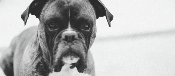 Framed Print : Boxer in black and white Framed Print : Boxer in black and white
