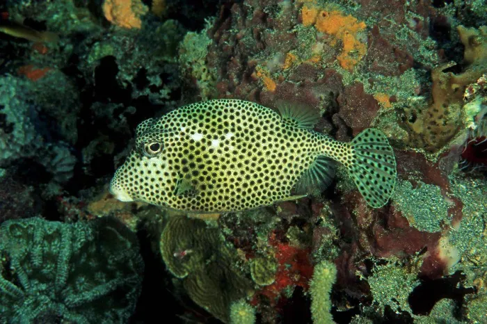 Framed Print : Boxfish swimming meadows corals Antilles