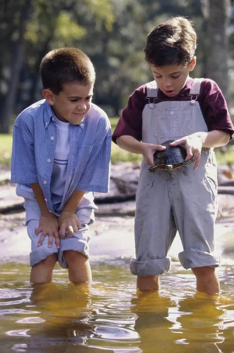 Framed Print : Two boys standing in water holding a turtle Framed Print : Two boys standing in water holding a turtle
