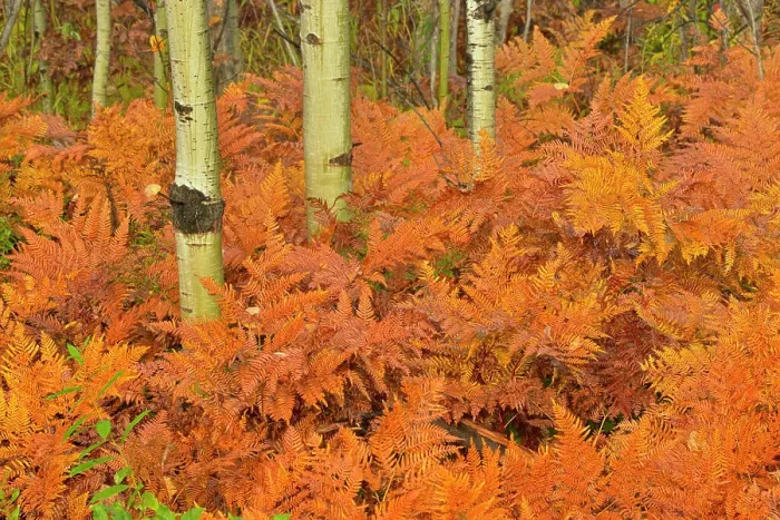 Framed Print : Bracken ferns (Pteridium aquilinum) and aspen tree (Populus tremuloides) trunks in autumn Framed Print : Bracken ferns (Pteridium aquilinum) and aspen tree (Populus tremuloides) trunks in autumn