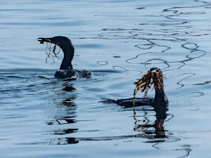 Framed Print : Brandt Cormorant California Collecting Monterey Bay Framed Print : Brandt Cormorant California Collecting Monterey Bay