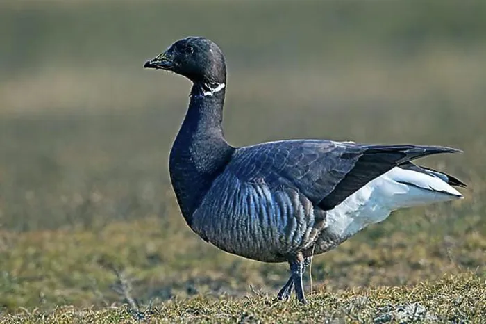 Framed Print : Brant goose (Branta bernicla), one of the largest oilfields Framed Print : Brant goose (Branta bernicla), one of the largest oilfields
