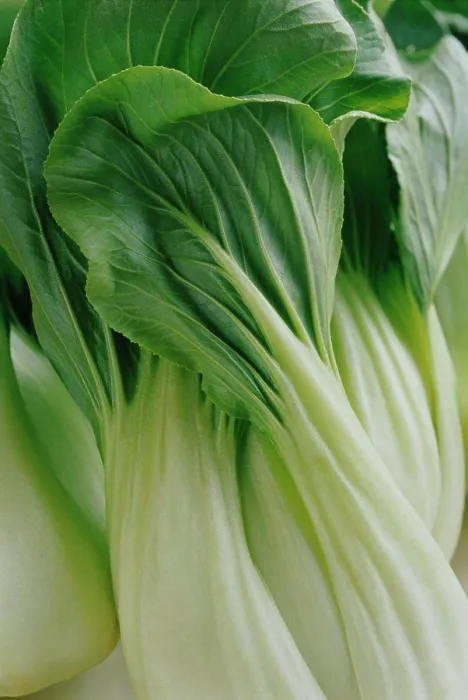 Framed Print : Brassica chinensis, Pak choi Framed Print : Brassica chinensis, Pak choi