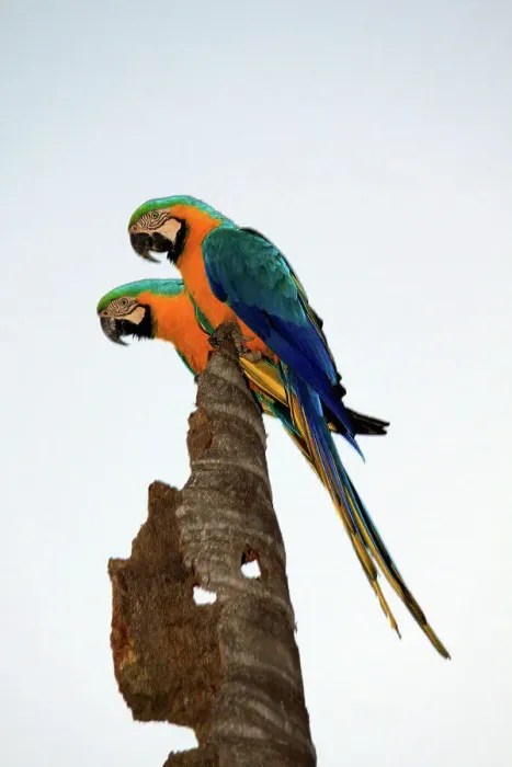 Framed Print : Brazil, Campo Grande, Parque das Nacoes Indigenas, Pair of Blue-and-Yellow Macaws (Ara ararauna) rest on tree Framed Print : Brazil, Campo Grande, Parque das Nacoes Indigenas, Pair of Blue-and-Yellow Macaws (Ara ararauna) rest on tree
