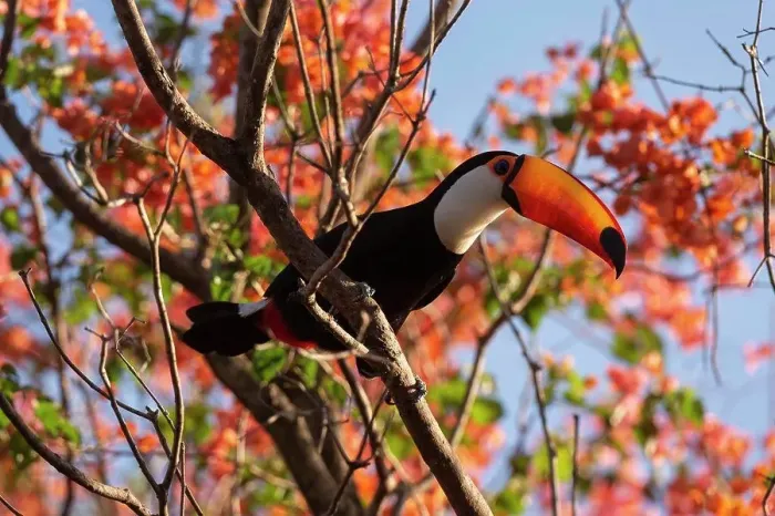 Framed Print : Brazil, Mato Grosso Do Sul, Toucan perching on branch