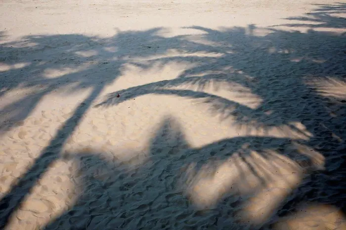 Framed Print : Brazil, Shadow of palm trees at beach