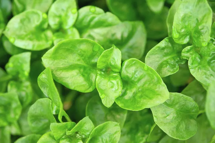 Framed Print : Brazilian spinach plant Fresh green Brazilian spinach plant background. Copyright: xZoonar.com / szefeix 13139395 Framed Print : Brazilian spinach plant Fresh green Brazilian spinach plant background. Copyright: xZoonar.com / szefeix 13139395