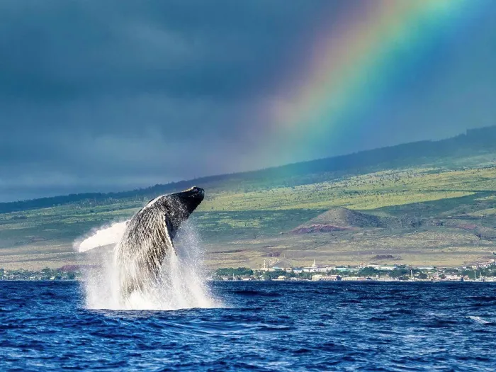 Framed Print : Breaching Humpback Whales (Megaptera novaeangliae) whale under the rainbow, Maui, Hawaii Framed Print : Breaching Humpback Whales (Megaptera novaeangliae) whale under the rainbow, Maui, Hawaii