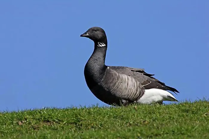 Framed Print : Brent Goose, Netherlands (Branta bernicla) Framed Print : Brent Goose, Netherlands (Branta bernicla)