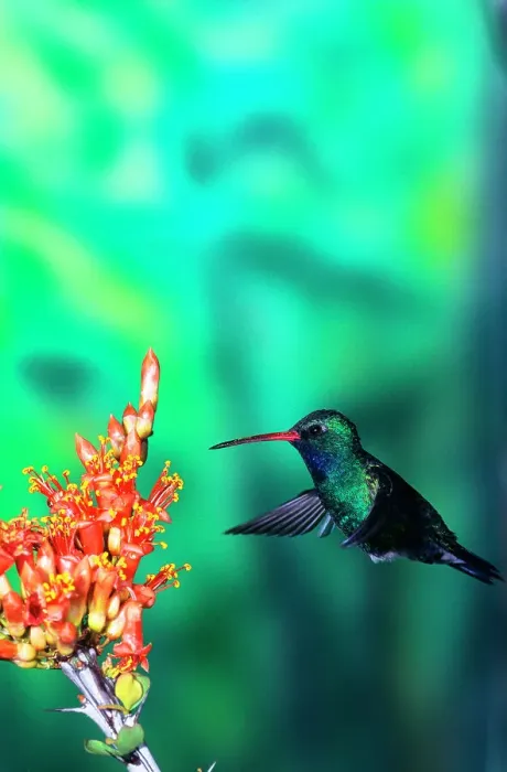 Framed Print : Broad-Billed hummingbird(Cynanthus latirostris) feeding on flowers Framed Print : Broad-Billed hummingbird(Cynanthus latirostris) feeding on flowers