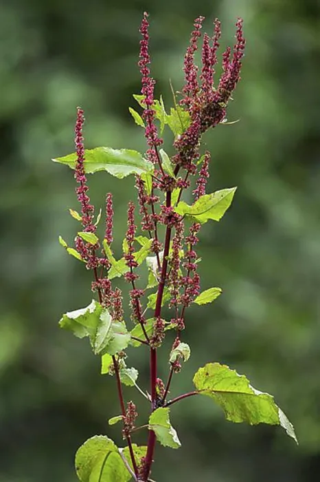 Framed Print : Broad-leaved dock (Rumex obtusifolius), bitter dock, bluntleaf dock, dock leaf, butter dock