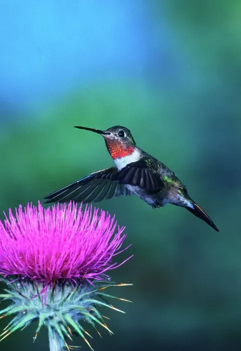 Framed Print : Broad-tailed hummingbird (Selasphorus platycercus) male feeding on Thistle Framed Print : Broad-tailed hummingbird (Selasphorus platycercus) male feeding on Thistle