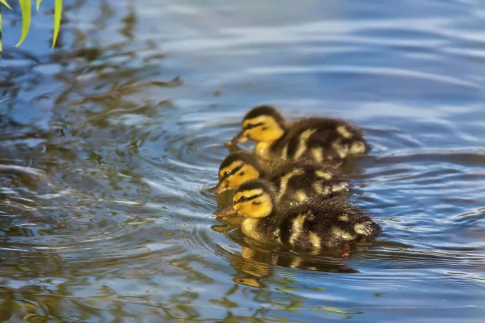 Framed Print : Brood of young Mallard chicks Framed Print : Brood of young Mallard chicks