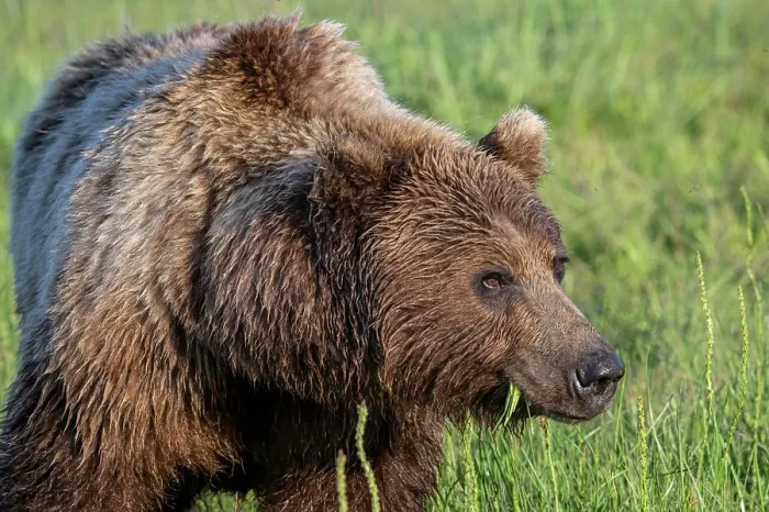 Framed Print : Brown bears depend on sedge for a big part of their diets Framed Print : Brown bears depend on sedge for a big part of their diets