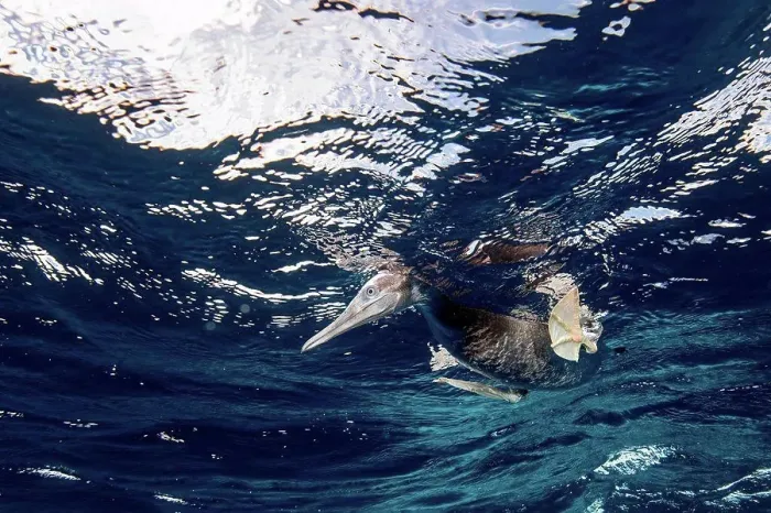 Framed Print : Brown Booby hunting underwater, Puntarenas, Costa Rica