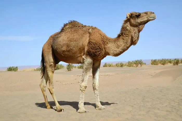 Framed Print : Brown dromedary Dromedary camel in the sahara Desert in Morocco Copyright: xZoonar.com / NatalliaxYaumenenkax 6082681