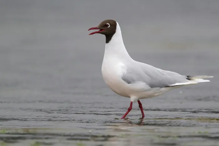 Framed Print : Brown-hooded Gull (Chroicocephalus maculipennis) along the coast of Chile