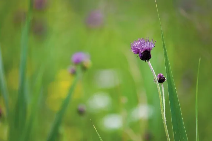 Framed Print : Brown Knapweed flowers, close-up Framed Print : Brown Knapweed flowers, close-up