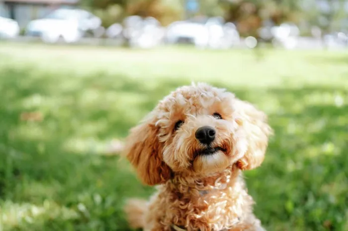 Framed Print : Brown poodle dog in park on sunny day Framed Print : Brown poodle dog in park on sunny day
