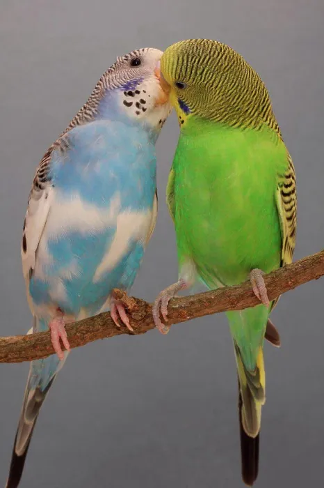 Framed Print : Budgerigars kissing on a branch Framed Print : Budgerigars kissing on a branch