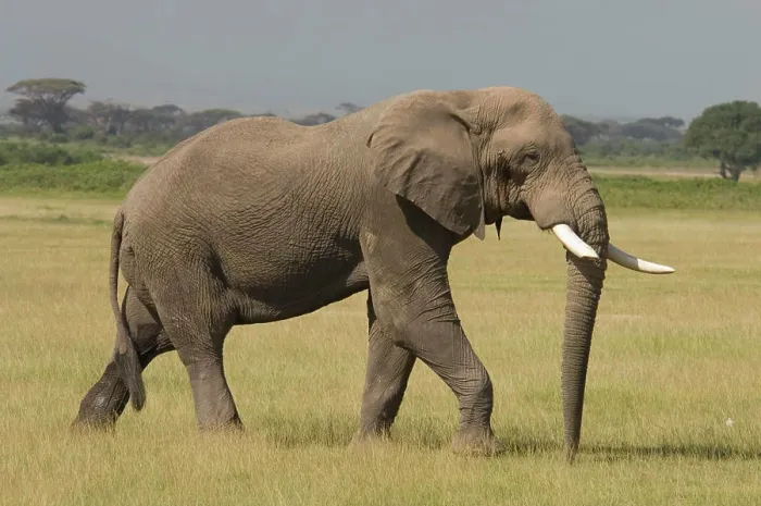 Framed Print : Bull African Elephant Walking In Plains Amboseli National Park Kenya Africa Framed Print : Bull African Elephant Walking In Plains Amboseli National Park Kenya Africa