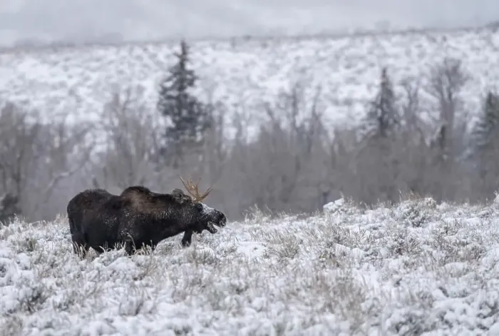Framed Print : Bull moose (Alces alces), in the snow with open mouth