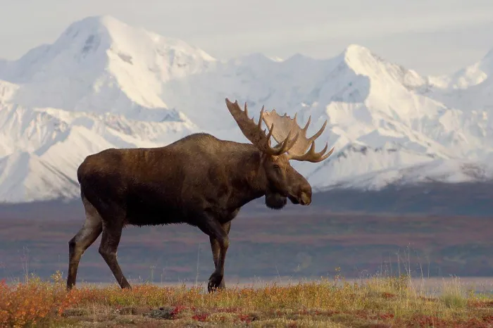 Framed Print : Bull Moose in Denali National Park Framed Print : Bull Moose in Denali National Park