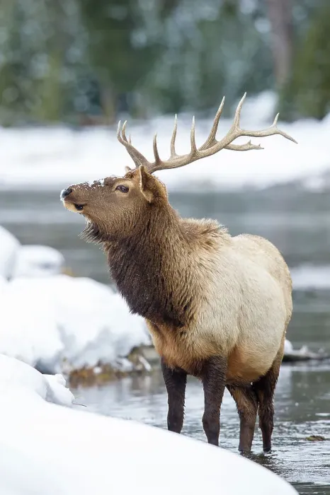 Framed Print : Bull North American Elk (Cervus canadensis)(formely Cervus elephus) grazing at river's edge