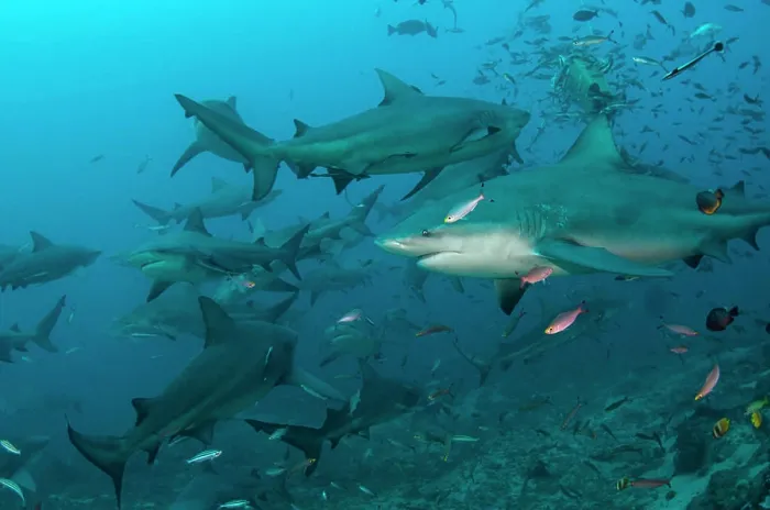 Framed Print : Bull Shark (Carcharhinus leucas), Commercial shark feeding, Benga Lagoon, Viti Levu, Fiji