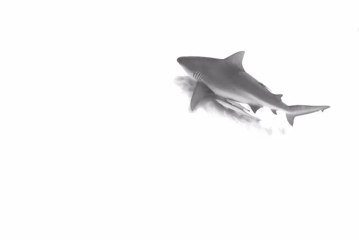 Framed Print : Bull shark (Carcharhinus leucas) on annual migration for reproductive purposes Framed Print : Bull shark (Carcharhinus leucas) on annual migration for reproductive purposes