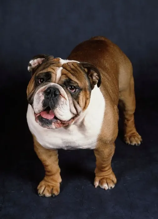 Framed Print : Bulldog, AKC, 3-year-old Tonka photographed at Randi's studio and owned by Billy Framed Print : Bulldog, AKC, 3-year-old Tonka photographed at Randi's studio and owned by Billy