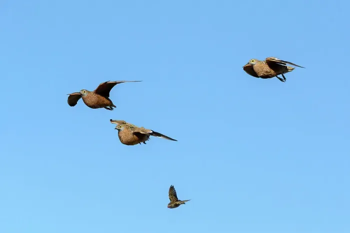 Framed Print : Burchell's sandgrouse (Pterocles burchelli) and Red-billed quelea (Quelea quelea) in flight