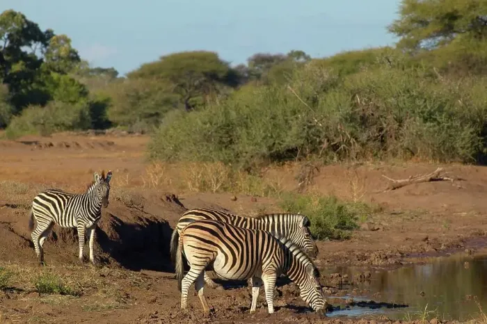 Framed Print : Burchell's Zebra (Equus burchelli) drinking at waterhole Framed Print : Burchell's Zebra (Equus burchelli) drinking at waterhole