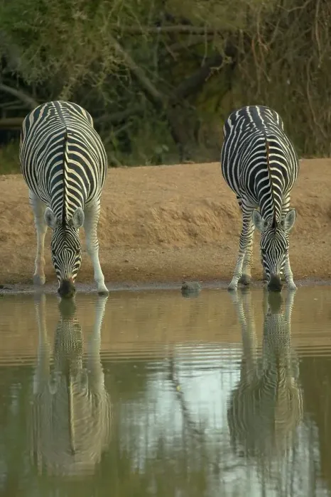 Framed Print : Burchell's Zebra (Equus burchelli) drinking at waterhole Framed Print : Burchell's Zebra (Equus burchelli) drinking at waterhole