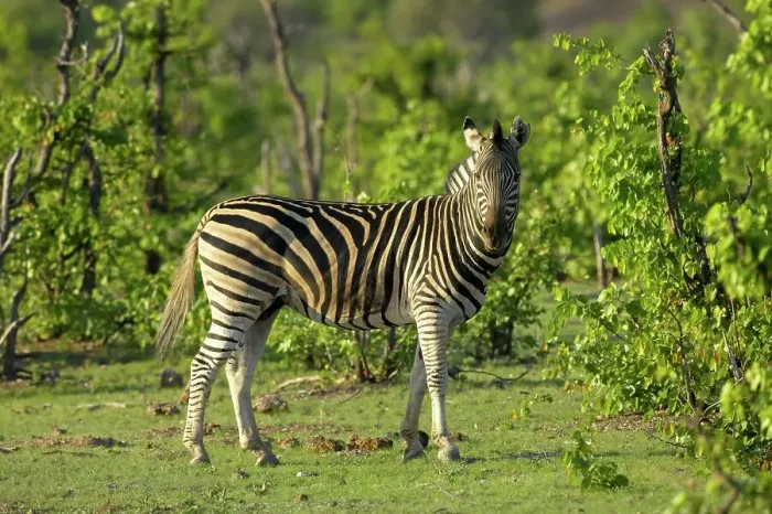 Framed Print : Burchell's Zebra (Equus burchelli) standing in Mopane Trees (Colophospermum mopane) Framed Print : Burchell's Zebra (Equus burchelli) standing in Mopane Trees (Colophospermum mopane)