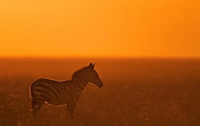 Framed Print : burchells zebra equus burchelli at sunset masai mara, kenya Framed Print : burchells zebra equus burchelli at sunset masai mara, kenya