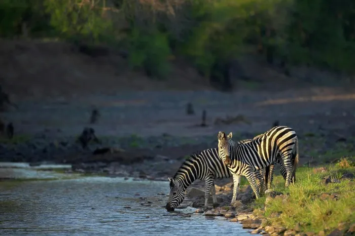Framed Print : Burchell's Zebra (Equus burchelli) at waterhole in Majale River Framed Print : Burchell's Zebra (Equus burchelli) at waterhole in Majale River