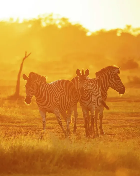 Framed Print : Burchell's Zebras, Makuleke Contractual Park, Kruger National Park, South Africa, Africa Framed Print : Burchell's Zebras, Makuleke Contractual Park, Kruger National Park, South Africa, Africa