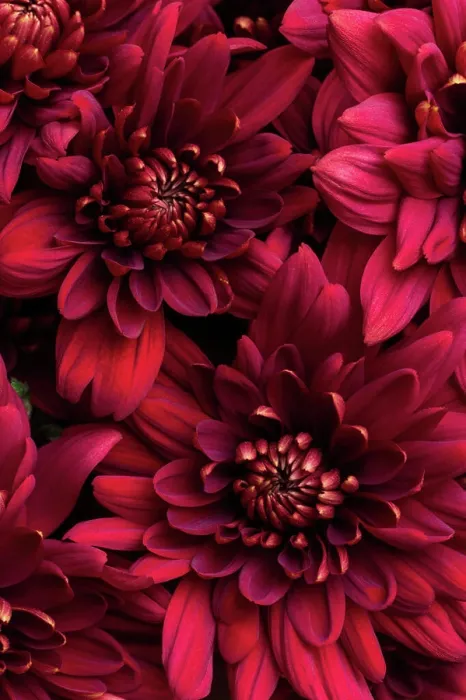 Framed Print : Burgundy chrysanthemum flowers close up Framed Print : Burgundy chrysanthemum flowers close up