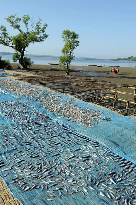 Framed Print : Burma Myanmar Bengal's bay Chaungta beach small fishes are drying on a blue net Framed Print : Burma Myanmar Bengal's bay Chaungta beach small fishes are drying on a blue net