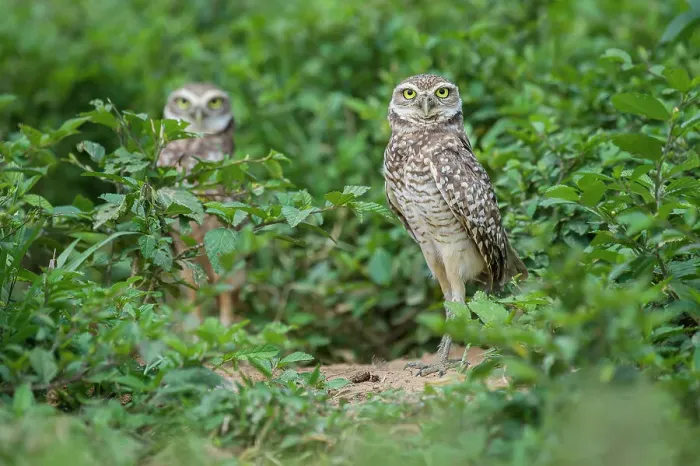 Framed Print : Burrowing Owls (Athene cunicularia) outside burrow Framed Print : Burrowing Owls (Athene cunicularia) outside burrow