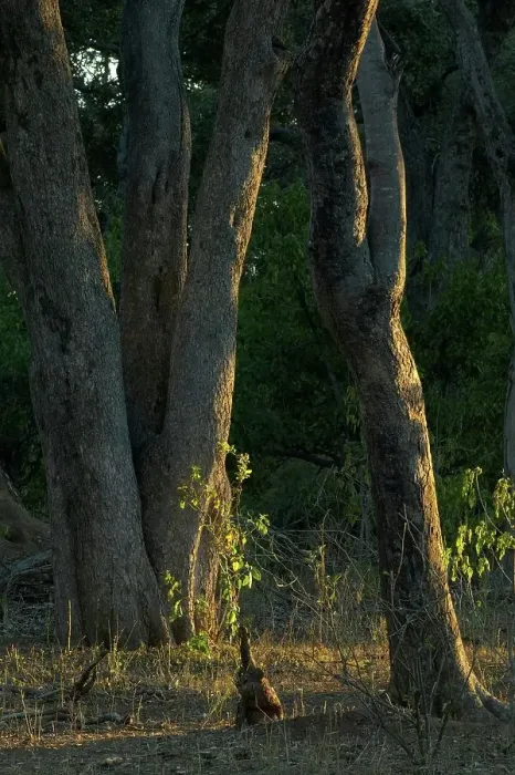 Framed Print : Bushveld trees at sunrise. Northern Tuli Game Reserve Framed Print : Bushveld trees at sunrise. Northern Tuli Game Reserve