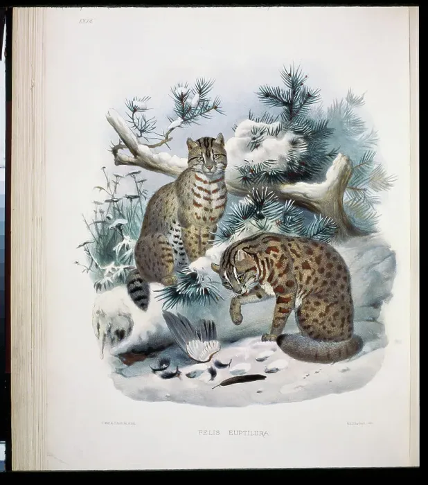 Framed Print : Bushy-Tailed Red Spotted Cat (Felis Euptilura) 1883 Daniel Giraud Elliot (1835-1915 American) Framed Print : Bushy-Tailed Red Spotted Cat (Felis Euptilura) 1883 Daniel Giraud Elliot (1835-1915 American)